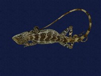 藏品(斯文豪氏攀蜥)的圖片